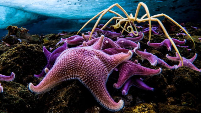 Vignette du programme télé Une planète, sept mondes sauvages