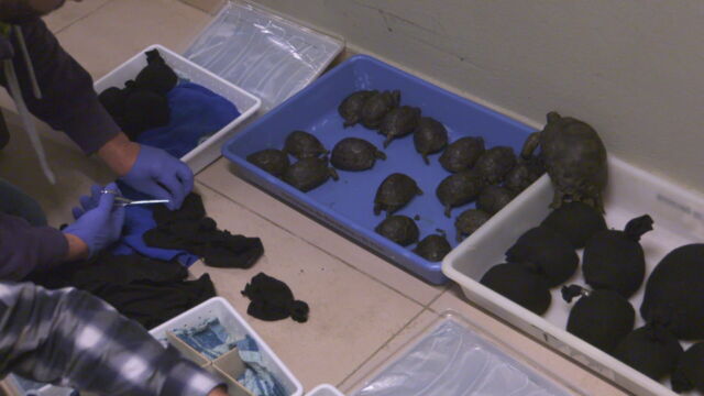 Vignette du programme télé Au coeur des douanes : Espagne