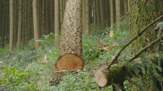 Vignette du programme télé Bûcheron : un métier à hauts risques