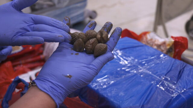 Vignette du programme télé Au coeur des douanes : Espagne