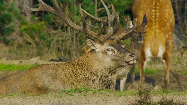 Vignette du programme télé Pays-Bas, voyage au coeur d'une nature sauvage
