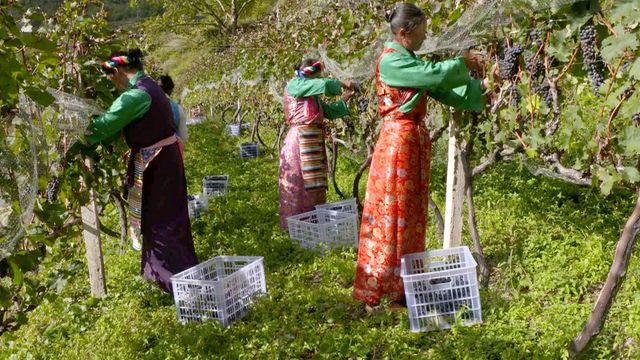 Vignette du programme télé Des vignes et des hommes - Saison 2