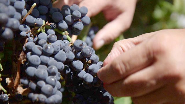 Vignette du programme télé Des vignes et des hommes - Saison 2