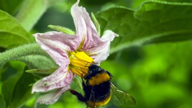 Vignette du programme télé Bonnes nouvelles de la planète