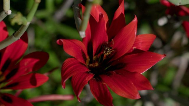 Vignette du programme télé La côte ouest sauvage de l'Afrique du Sud