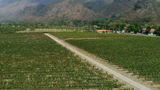 Vignette du programme télé Des vignes et des hommes