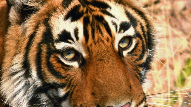 Vignette du programme télé Bonnes nouvelles de la planète