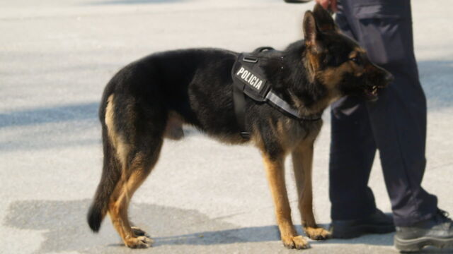 Vignette du programme télé Au coeur des douanes : Espagne