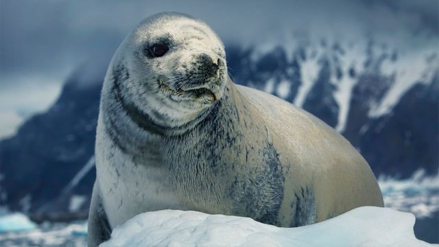 Vignette du programme télé Terres de glace - Saison 2
