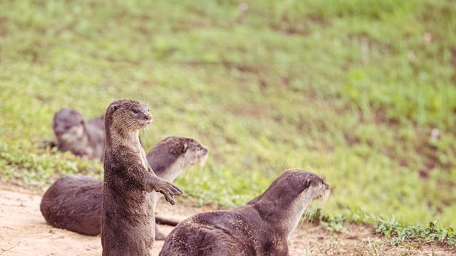Vignette du programme télé Les loutres des quartiers chics ! - Saison 1
