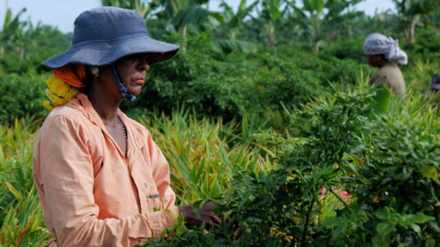 Vignette du programme télé Les maîtres du piment