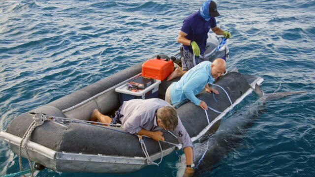 Vignette du programme télé Les prédateurs de la Grande Barrière de corail