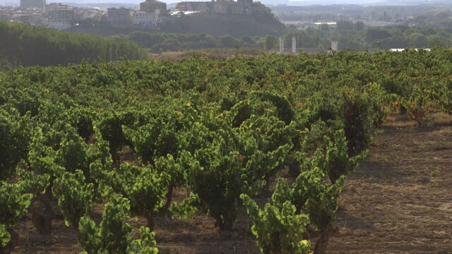 Vignette du programme télé Des vignes et des hommes