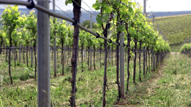 Vignette du programme télé Des vignes et des hommes