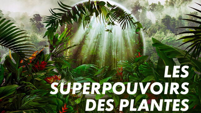 Vignette du programme télé Les superpouvoirs des plantes