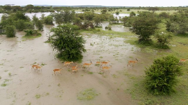 Vignette du programme télé Serengeti - Saison 2