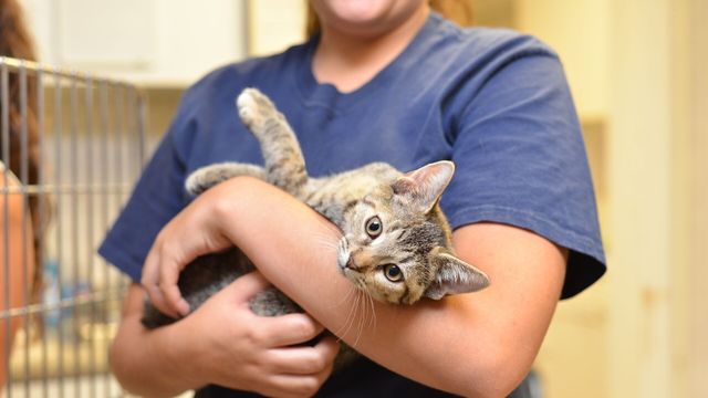 Vignette du programme télé Le grand bêtisier des animaux