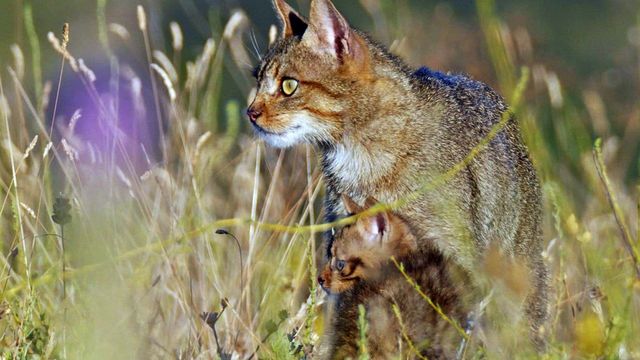 Vignette du programme télé Prédateurs et proies : La faune de la péninsule Ibérique
