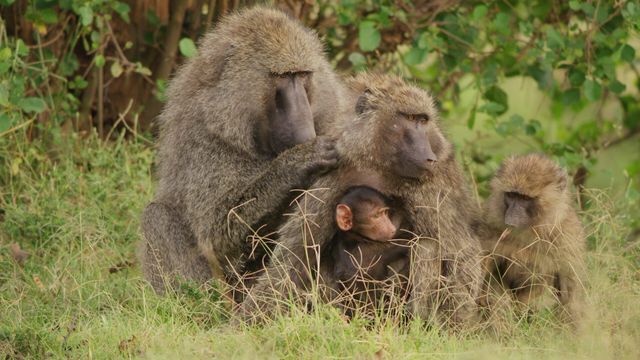 Vignette du programme télé Serengeti - Saison 2