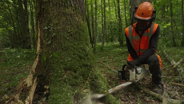Vignette du programme télé Bûcheron : un métier à hauts risques - Saison 1