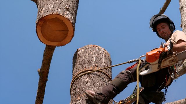 Vignette du programme télé Bûcheron : un métier à hauts risques - Saison 2