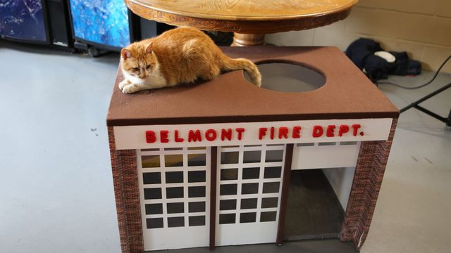 Vignette du programme télé Hell's Cats - Saison 8