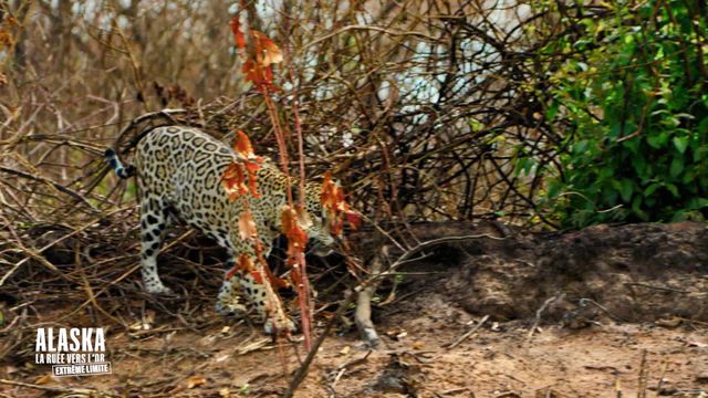 Vignette du programme télé Alaska : La ruée vers l'or - Saison 7