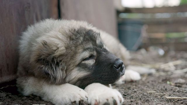 Vignette du programme télé GEO Reportage