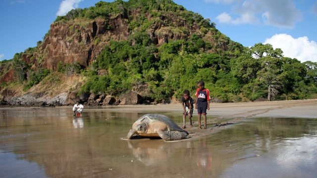 Vignette du programme télé Des baleines, des tortues et des hommes