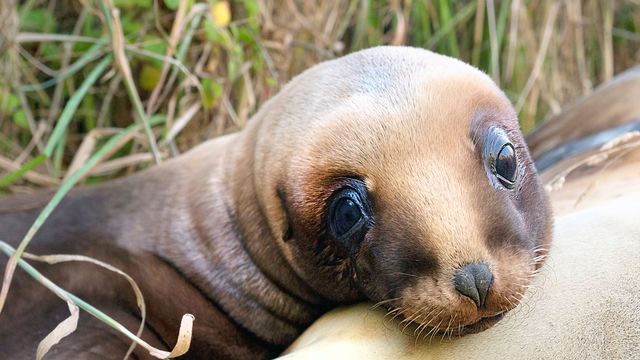 Vignette du programme télé Nouvelle-Zélande