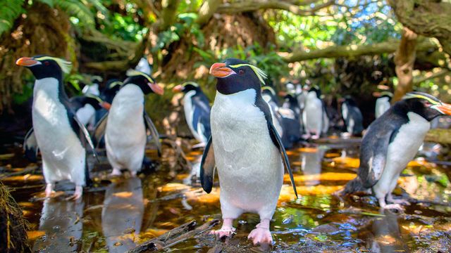 Vignette du programme télé Nouvelle-Zélande
