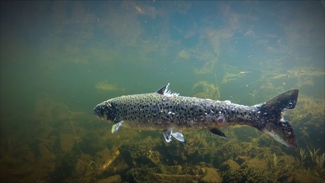 Vignette du programme télé La crise du saumon en Norvège