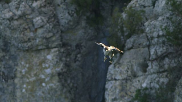 Vignette du programme télé Aigle de Bonelli, le prince des garrigues