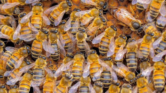 Vignette du programme télé Les réseaux sociaux des animaux