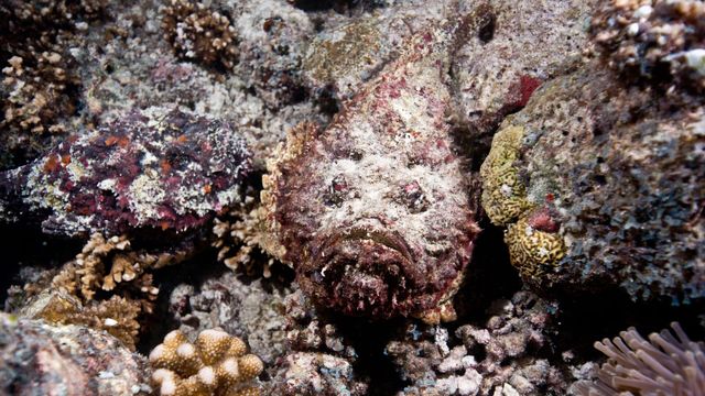 Vignette du programme télé Merveilles de la vie sous-marine - Saison 1