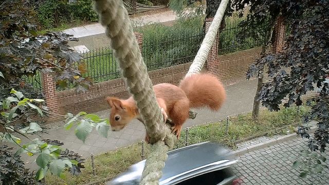 Vignette du programme télé Attention ! Passage d'animaux : Quand la faune croise nos routes