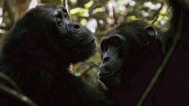 Vignette du programme télé Les réseaux sociaux des animaux