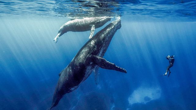 Vignette du programme télé Quand baleines et tortues nous montrent le chemin