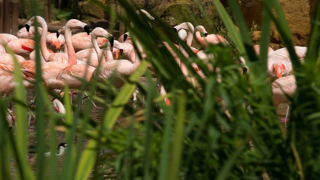 Vignette du programme télé Zoo : le défi de demain - Saison 1