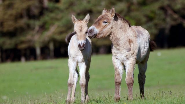 Vignette du programme télé Démocraties animales - Saison 1