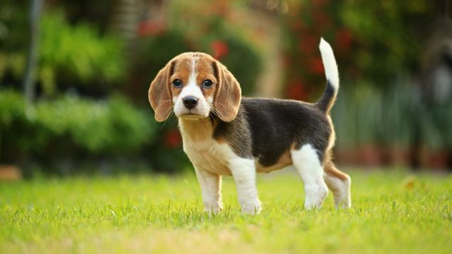 Vignette du programme télé Le grand bêtisier des animaux
