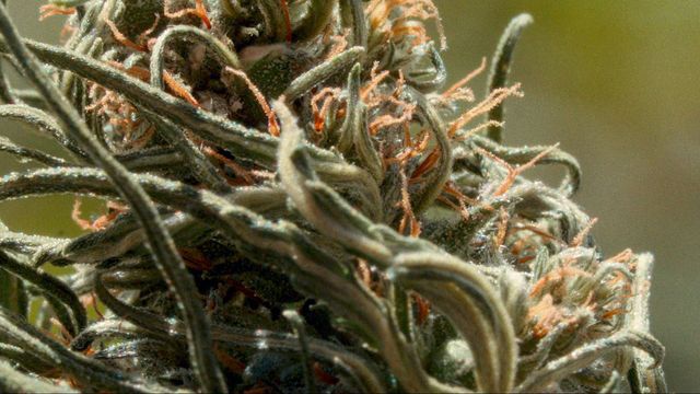 Vignette du programme télé Maroc, le tournant du cannabis médical