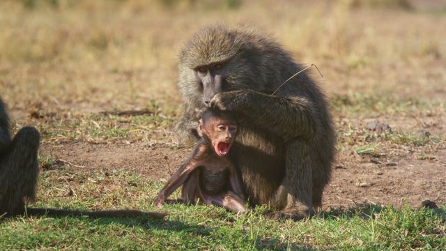Vignette du programme télé Serengeti - Saison 2