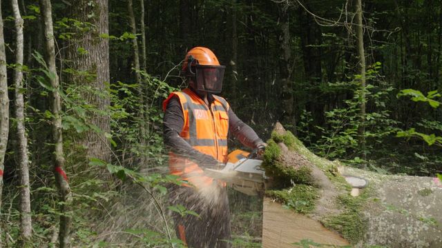 Vignette du programme télé Bûcheron : un métier à hauts risques - Saison 2