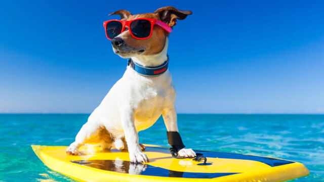 Vignette du programme télé Le bêtisier de l'été