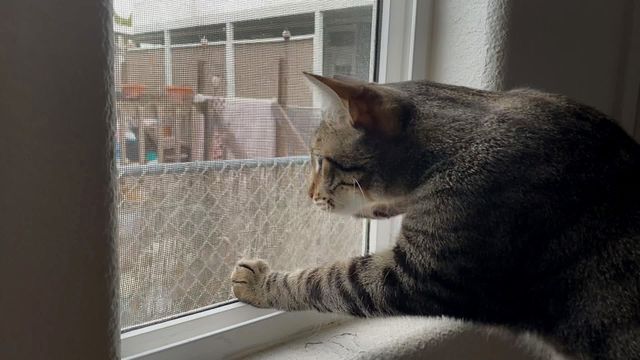 Vignette du programme télé Hell's Cats - Saison 9