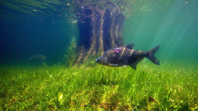 Vignette du programme télé L'anguille, une vie semée d'embûches