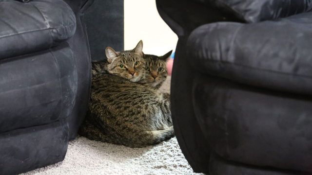 Vignette du programme télé Hell's Cats - Saison 8