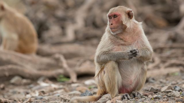 Vignette du programme télé Les réseaux sociaux des animaux