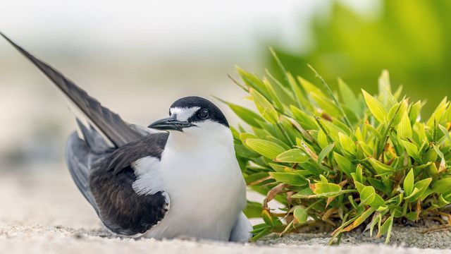 Vignette du programme télé Les îles sauvages de l'océan Indien